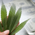 Top Marijuana Stocks Investors Should Watch This Month for Big Gains