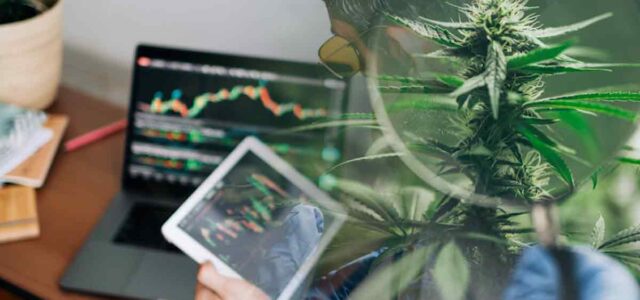 3 Top Marijuana Stocks To Buy Before Momentum Picks Up?