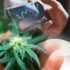 Top U.S. Marijuana Penny Stocks to Watch in November for High-Growth Potential