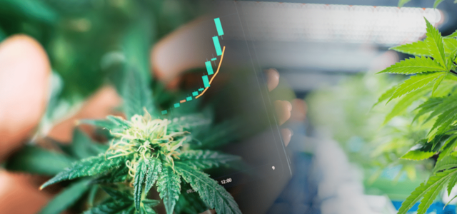 Top Marijuana Penny Stocks to Watch in Q4 2024 for High Growth Potential