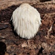 Lion’s Mane And Cannabis