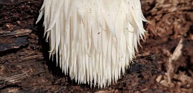 Lion’s Mane And Cannabis