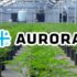 3 Marijuana Stocks For The Long Term Investing