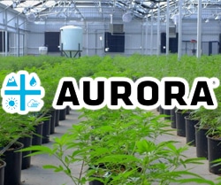 3 Marijuana Stocks For The Long Term Investing