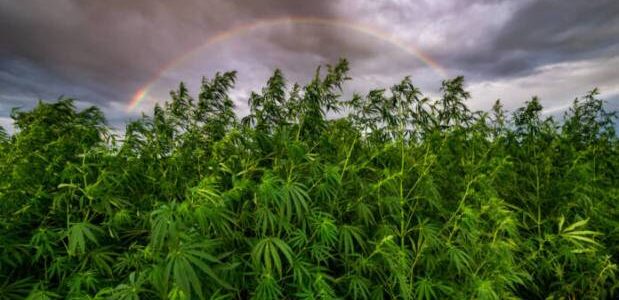 Cannabis Grows and Water Usage