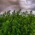 Cannabis Grows and Water Usage