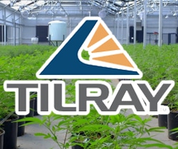 Top 3 Marijuana Stocks For Better Investing 2025