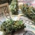Native American Tribes Find Economic Power In Alcohol, Cannabis And More